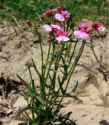  Plant